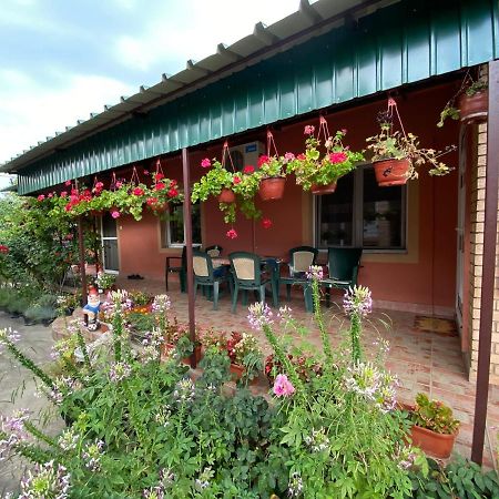 SUD ,,Antal i Olga,, Bed and Breakfast Skorenovac Exteriör bild