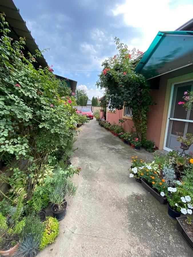 SUD ,,Antal i Olga,, Bed and Breakfast Skorenovac Exteriör bild